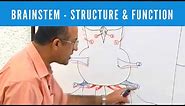 Brainstem | Structure and Function | Neuroanatomy