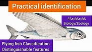 Flying Fish distinguishable features|Flying fish characteristics|Classification|Flying fish facts