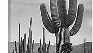 ARTCANVAS Full View of Cactus - Saguaro National Monument - Arizona Canvas Art Print Stretched Wall Decor by Ansel Adams - 26" x 18" (0.75" Deep)