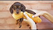 33 Cute and Funny Dachshund Videos Instagram | Adorable Sausage Dogs Try Not To Laugh Compilation