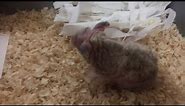 The worlds oldest hamster - meet Hammy x