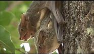 Mauritian Tomb Bats mating and squeaking on a tree trunk in daylight