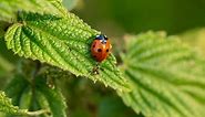 10 Different Colors Of Ladybugs (Rarest to Most Common)