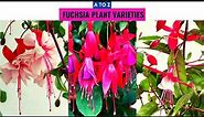 Fuchsia Plant Varieties A to Z