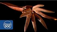 Kraken Project; In search of the Giant Squid | Full Documentaries - Planet Doc Full Documentaries