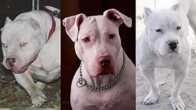 Pure Beauty - Meet The Rarest Pit Bull Type, White American Pitbull Terrier -Big White Pitbull
