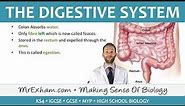 The Digestive System - GCSE Biology (9-1)
