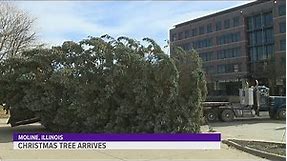 45-foot-tall Christmas tree arrives at Vibrant Arena