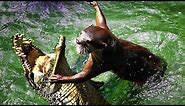 Giant Otter - Amazon River’s Ruler | Defeat Jaguars, Black Caimans