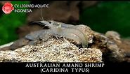 Caridina typus THE AFFECTIONATE AUSTRALIAN AMANO SHRIMP. (Leopard Aquatic X040A)