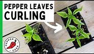 Why are my Pepper Plant Leaves Curling? How to Stop Leaf Roll - Pepper Geek