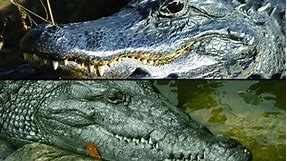 What's the Difference Between Alligators and Crocodiles?