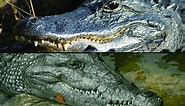 What's the Difference Between Alligators and Crocodiles?