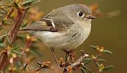 Ruby-crowned Kinglet Identification, All About Birds, Cornell Lab of Ornithology