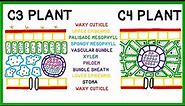 How C3, C4 and CAM Plants Do Photosynthesis (Old version!)