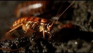 Filming Inside a Cave Full of Cockroaches | Eden: Untamed Planet | BBC Earth