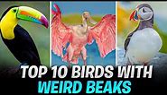 Top 10 Birds With Weird Beaks | 10 Facts About Birds
