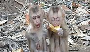 Pity Santa_s baby monkey, both eyes hurt, open and do not want to try to eat apples because they are very hungry