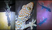 Wild Tokay Gecko Facts & Mating call sound