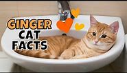 10 Fun Facts About Orange Tabby (Ginger) Cats