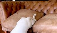 Most Tired Dogs Ever ‼️😭 #sleepydog #sleepydogs #dogsleep #dogsleeping #tireddog #dogtired #sleepypet #dognap #dognapping | Viral Weekly Official
