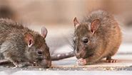 What Does Rat Poop Look Like? Pest-Control Experts Explain