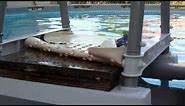 Review - 18 foot Intex backyard pool from Walmart & Academy Sports