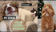 OH NO MY BRAIN IT'S BROKEN | VIRAL TIKTOK SOUND | PETS EDITION COMPILATION | FUNNY ANIMAL VIDEOS