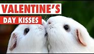Valentine's Day Kissy Pets | Love Is In The Air