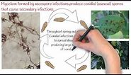 A short animated introduction to apple scab, a fungal disease of apples.