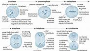 Mitosis | Definition, Stages, Diagram, & Facts