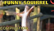 Funny squirrel compilation 2022 😅 Funny squirrel moments video 😻 Cute squirrel compilation