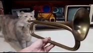 cat sings ballin with a trumpet