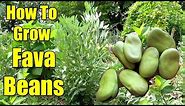 How To Grow Fava Beans aka Broad Beans | All You Need To Know!