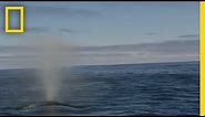 Blue Whale | National Geographic