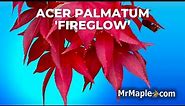 Acer palmatum 'Fireglow' | Excellent Bright Red Japanese Maple | MrMaple Clips 🍁