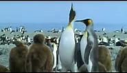 King Penguins and Their Young | David Attenborough | BBC Studios