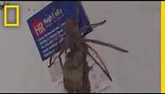 Watch: Giant Spider Carrying a Dead Mouse | National Geographic