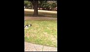 Cat stalk and kills squirrel!