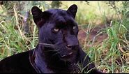 What Sounds Do Black Leopards Make? | The Lion Whisperer