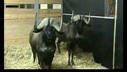 Newquay Zoo 's Black Wildebeest arrive