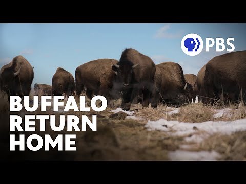 Homecoming | Buffalo Return to Indigenous Lands | Short Film | PBS