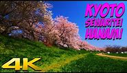4K JAPAN | YODO RIVER PARK SEWARITEI DISTRICT (KYOTO) - Cherry Blossom Walkabout
