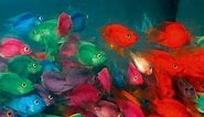 X10 Assorted Jellybean Parrot Cichlid Fish - Freshwater Live