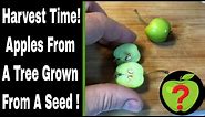 Apple Harvest From 33 Month Apple Tree Grown From Seed