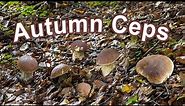 Mushroom Hunting - Cep | King bolete | Boletus edulis | Penny bun | Funghi porcini | Steinpilz