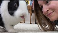Rabbit kisses