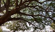 Árbol de guanacaste, en plan de... - Fotografia Vital Monge