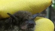 It’s Brushy Creek Bat Fest, Taz! Let’s... - Austin Bat Refuge