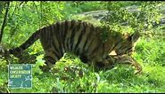 Bronx Zoo Tiger Cubs Pounce and Play